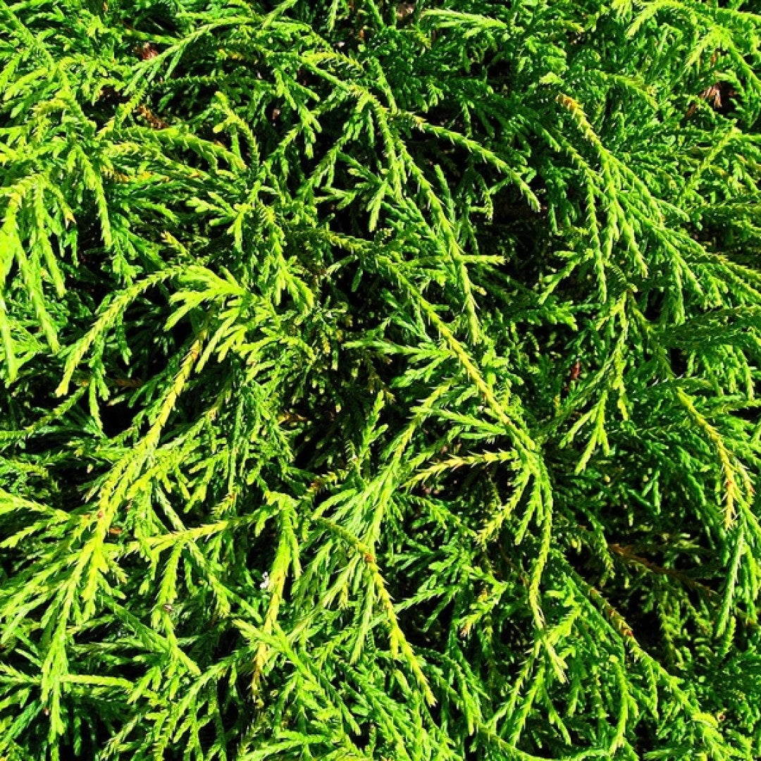 Schijncipres (Chamaecyparis pisifera) 'Filifera Nana'