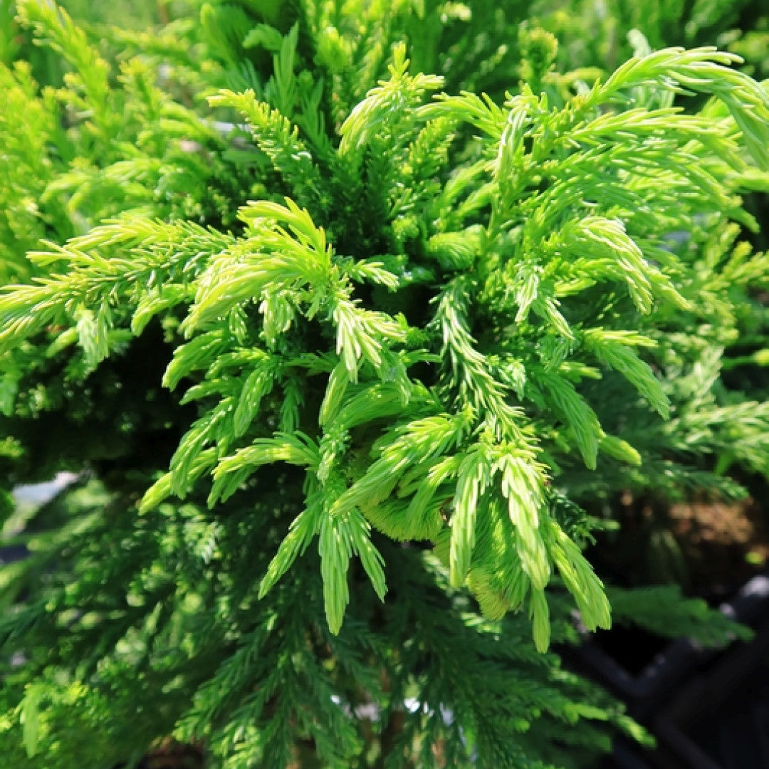 Japanse ceder (Cryptomeria japonica) 'Cristata'