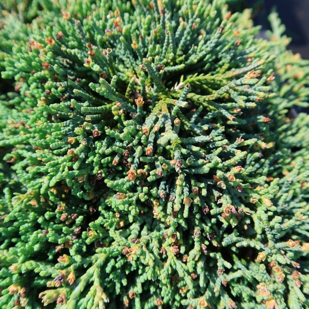 Jeneverbes (Juniperus horizontalis) Icee Blue