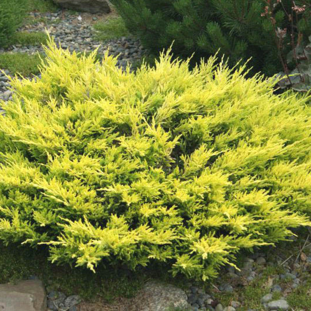 Jeneverbes (Juniperus horizontalis) 'Limeglow'