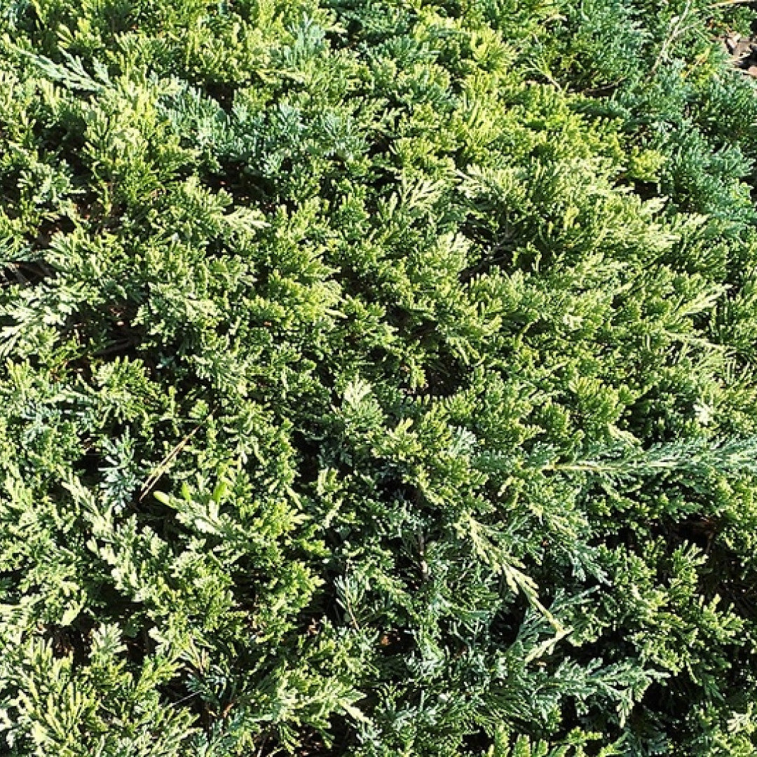 Jeneverbes (Juniperus horizontalis) 'Golden Carpet'