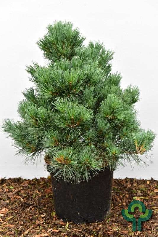 Den (Pinus flexilis) 'Pygmaea'