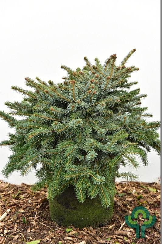 Spar (Picea lutzii) 'Machala'