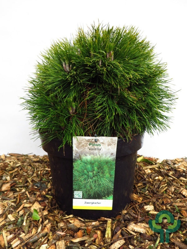Bergden (Pinus mugo) 'Varella'