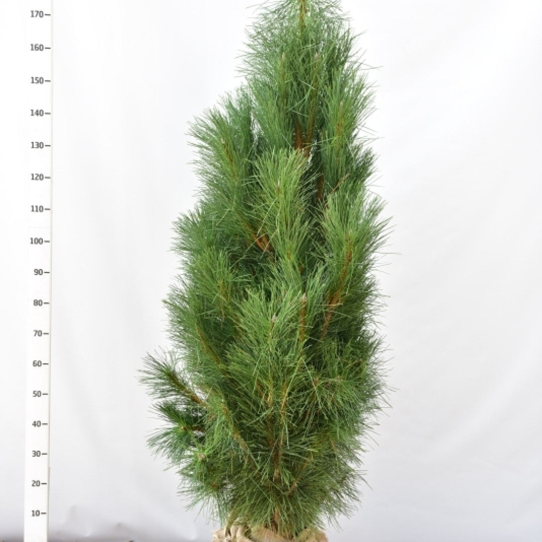 Zwarte den (Pinus nigra) 'Pyramidalis'