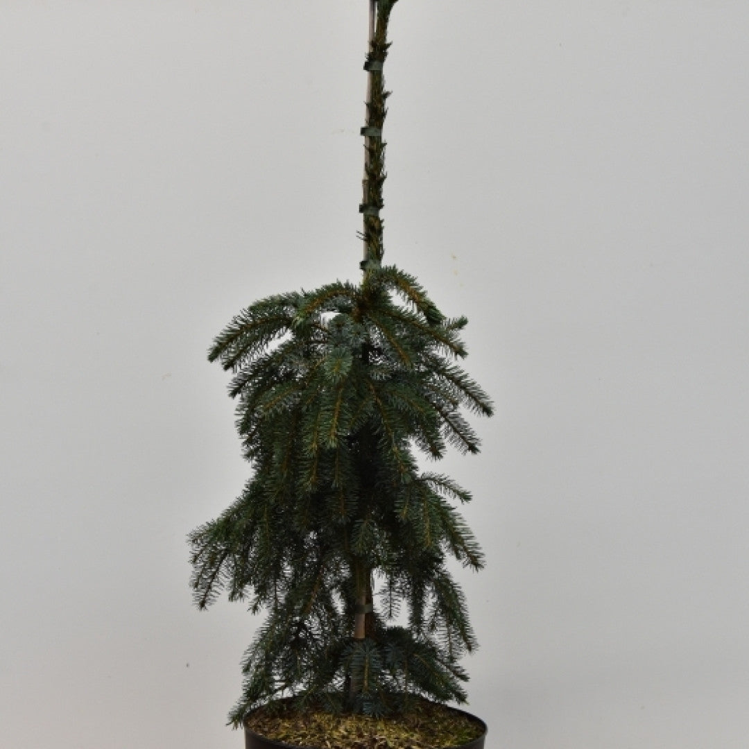 Servische spar (Picea omorika) 'Pendula Bruns'