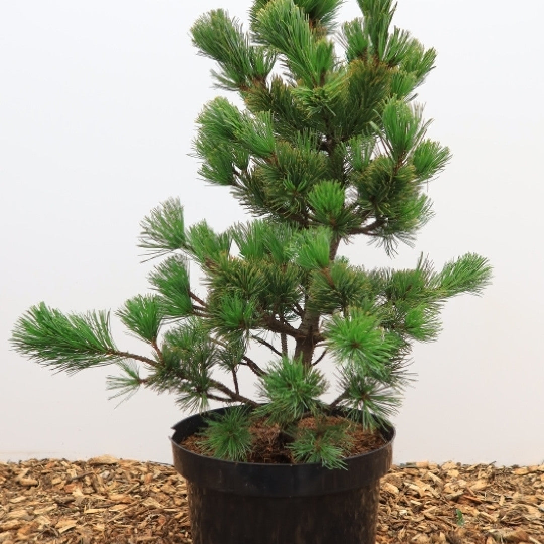 Den (Pinus parviflora) 'Aro-Kawa'