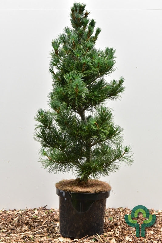 Den (Pinus parviflora) 'Blue Giant'