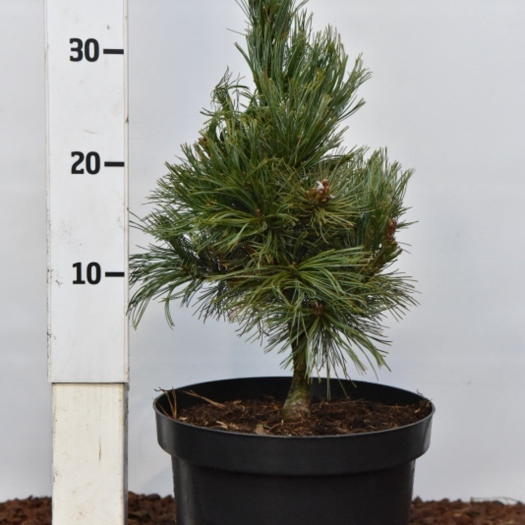 Den (Pinus pumila) 'Chlorocarpa'