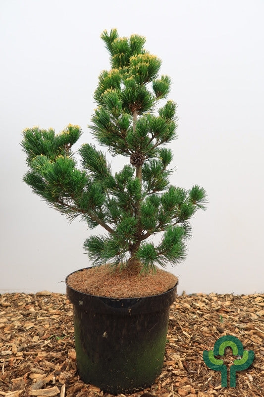 Den (Pinus parviflora) 'Fukai'