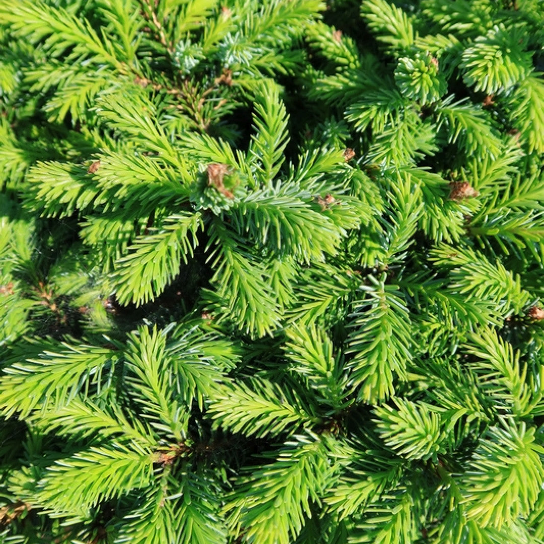 Servische spar (Picea omorika) 'Nana'