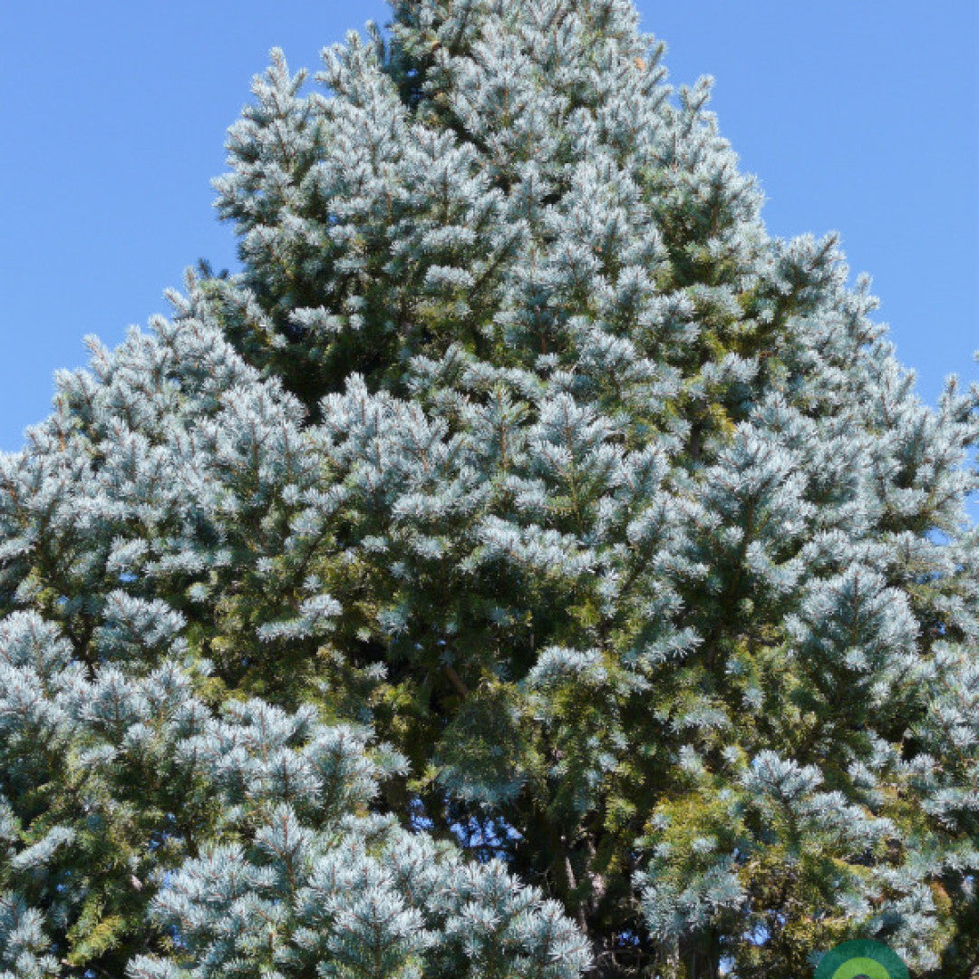 Blauwspar (Picea pungens) 'Iseli Fastigiate'