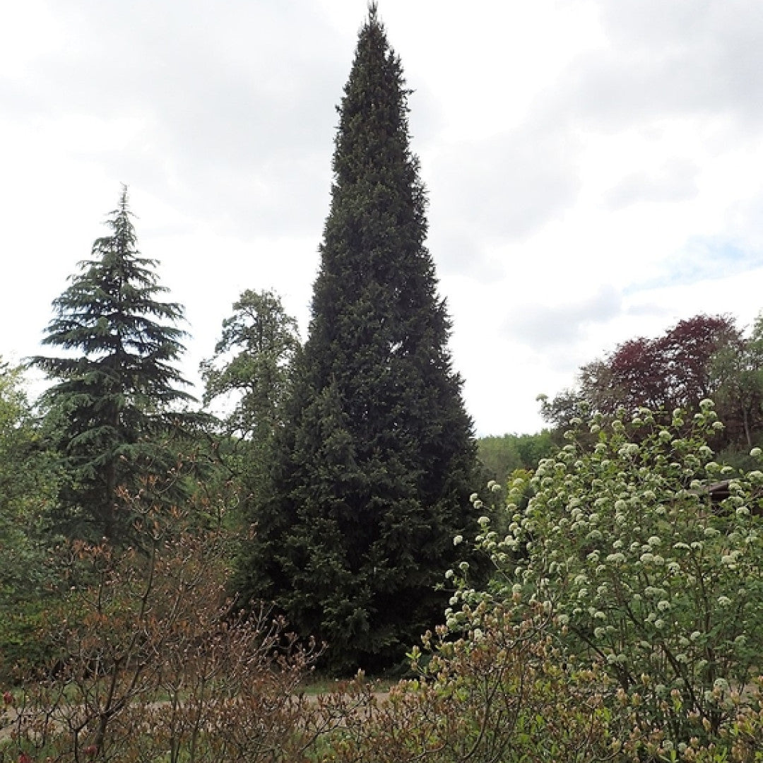 Fijnspar (Picea abies) 'Cupressina'