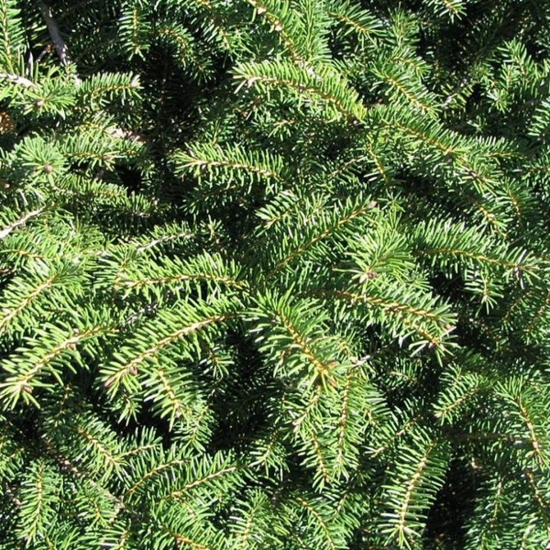 Fijnspar (Picea abies) 'Nidiformis'