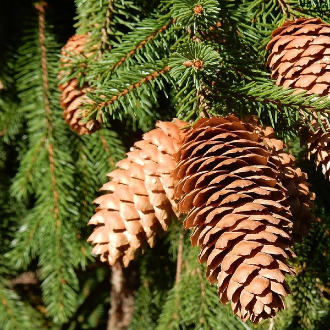 Fijnspar (Picea abies) 'Acrocona'