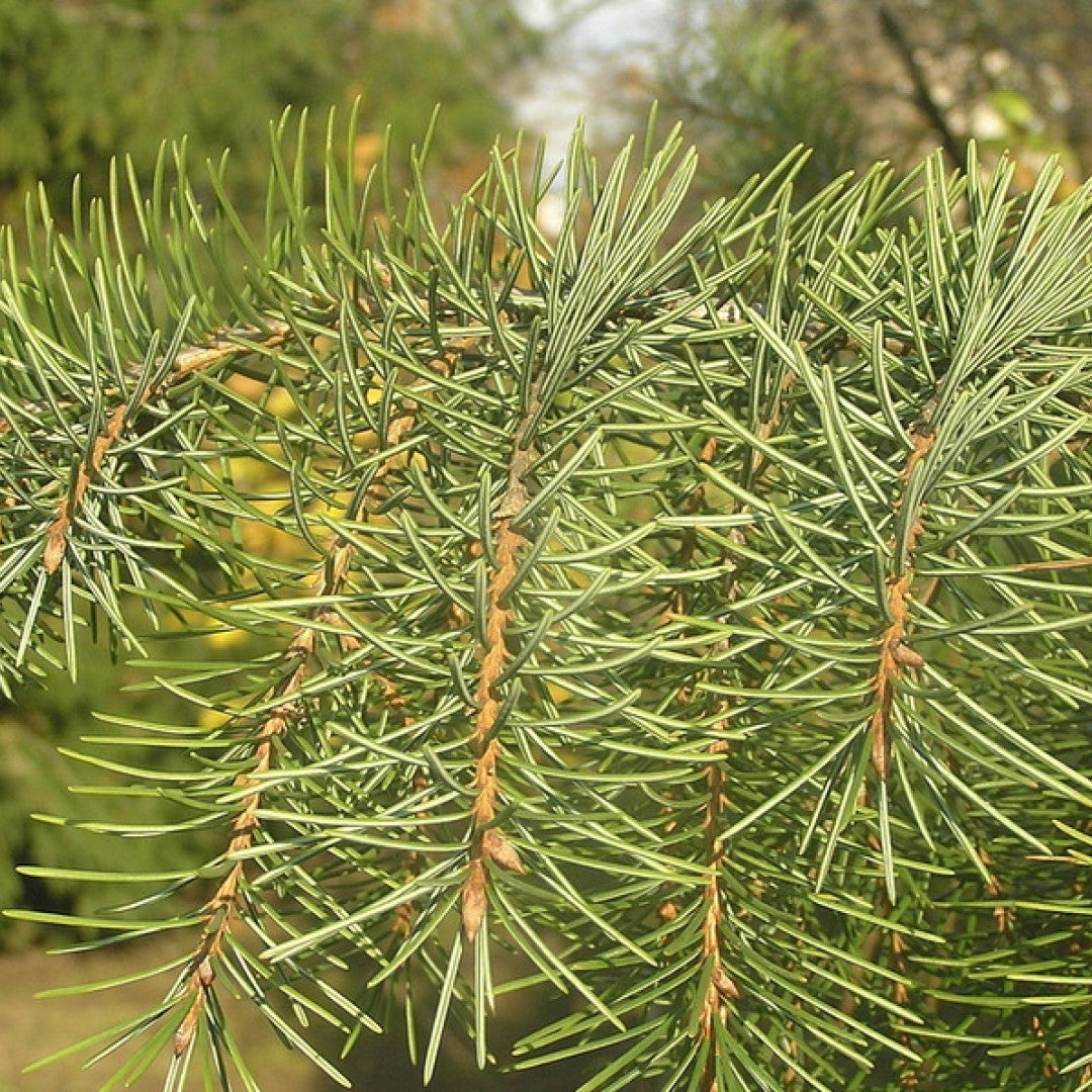 Treurspar (Picea breweriana)