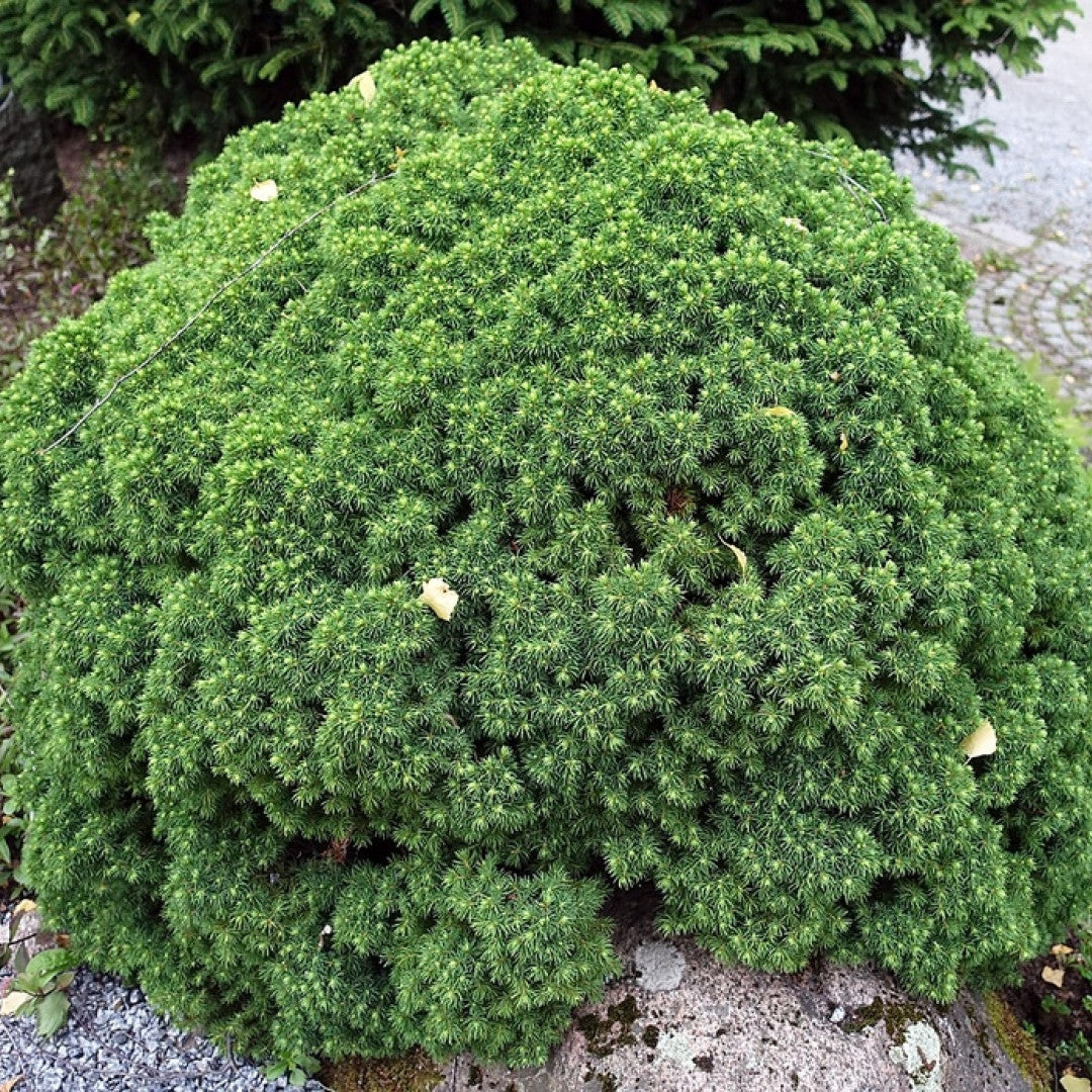 Witte spar (Picea glauca) 'Alberta Globe'