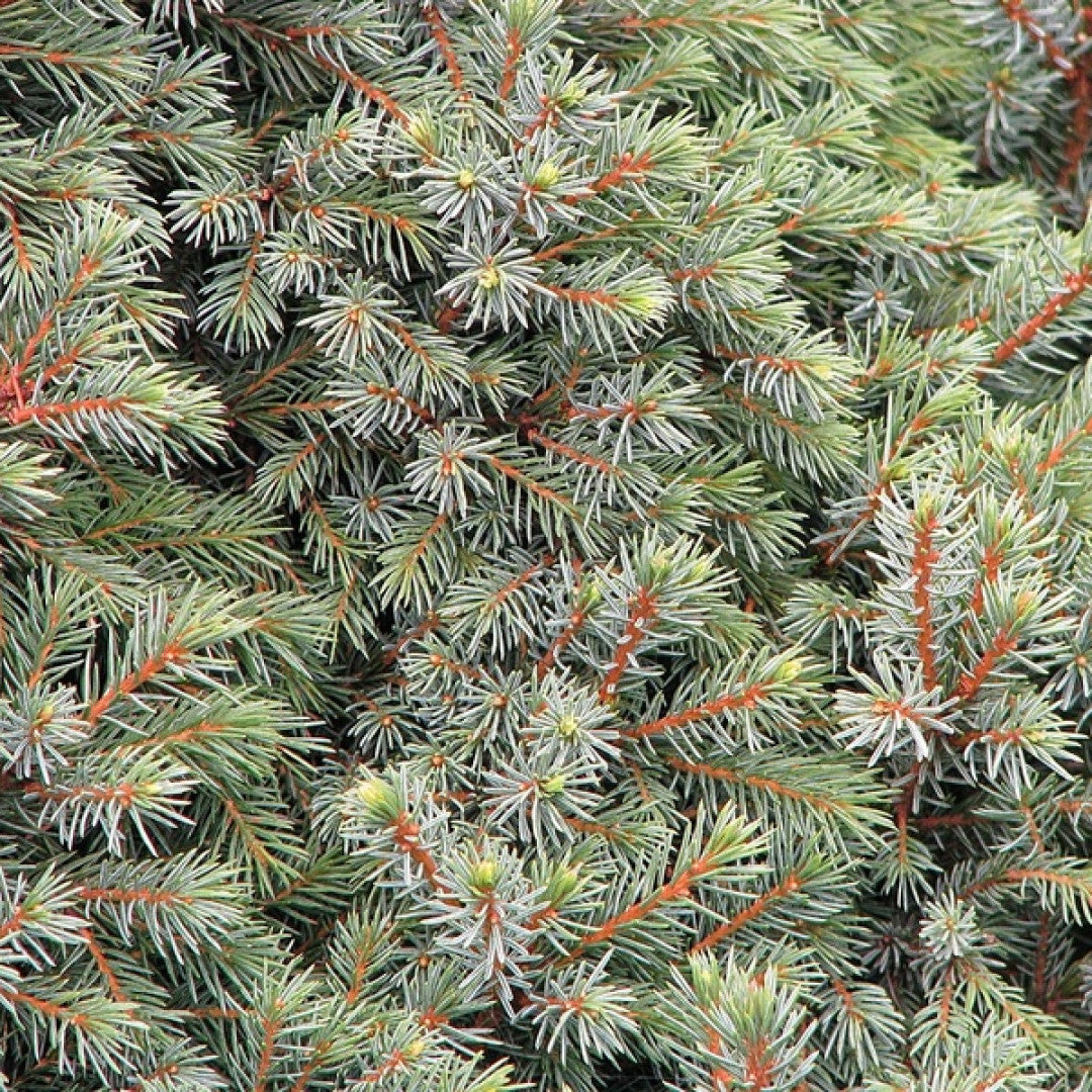 Zwarte spar (Picea mariana) 'Nana'