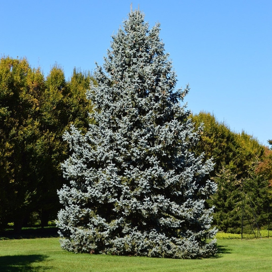 Blauwspar (Picea pungens) 'Glauca'