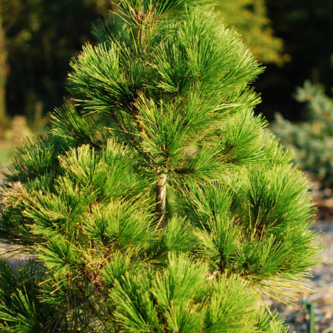 Den (Pinus densiflora) 'Aurea'