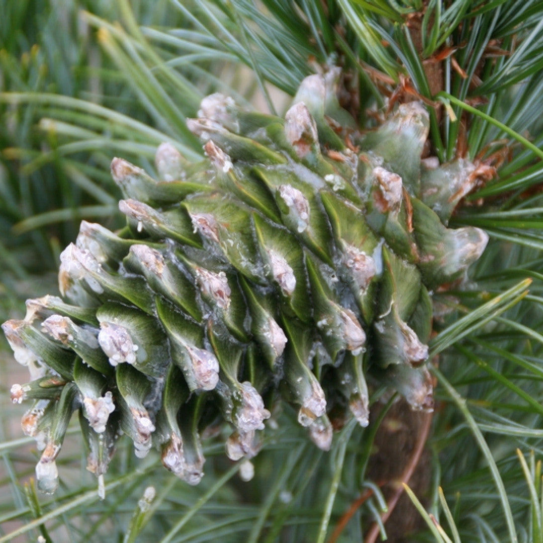 Den (Pinus koraiensis) 'Silveray'