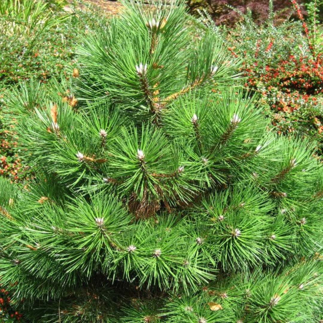 Zwarte den (Pinus nigra) 'Nana'