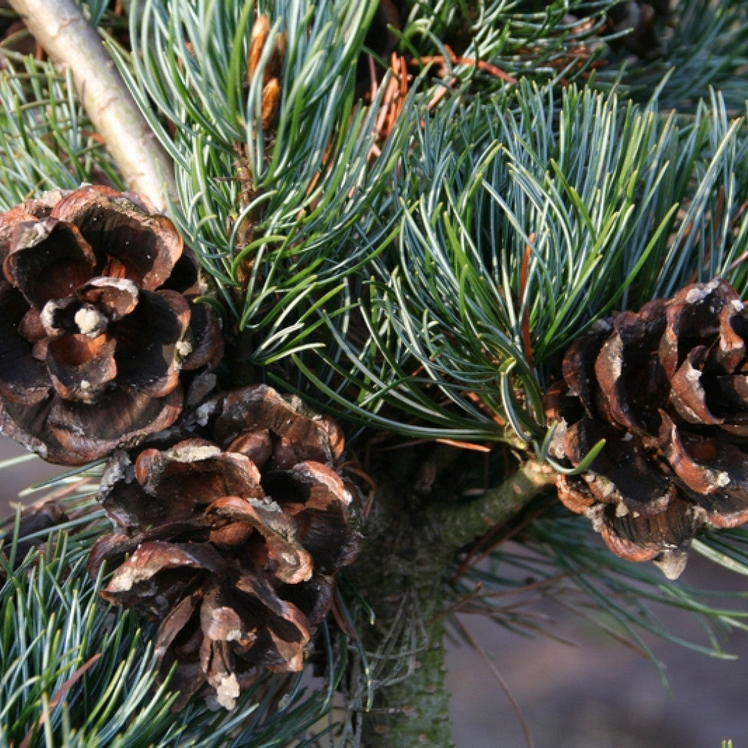 Den (Pinus parviflora) 'Tempelhof'