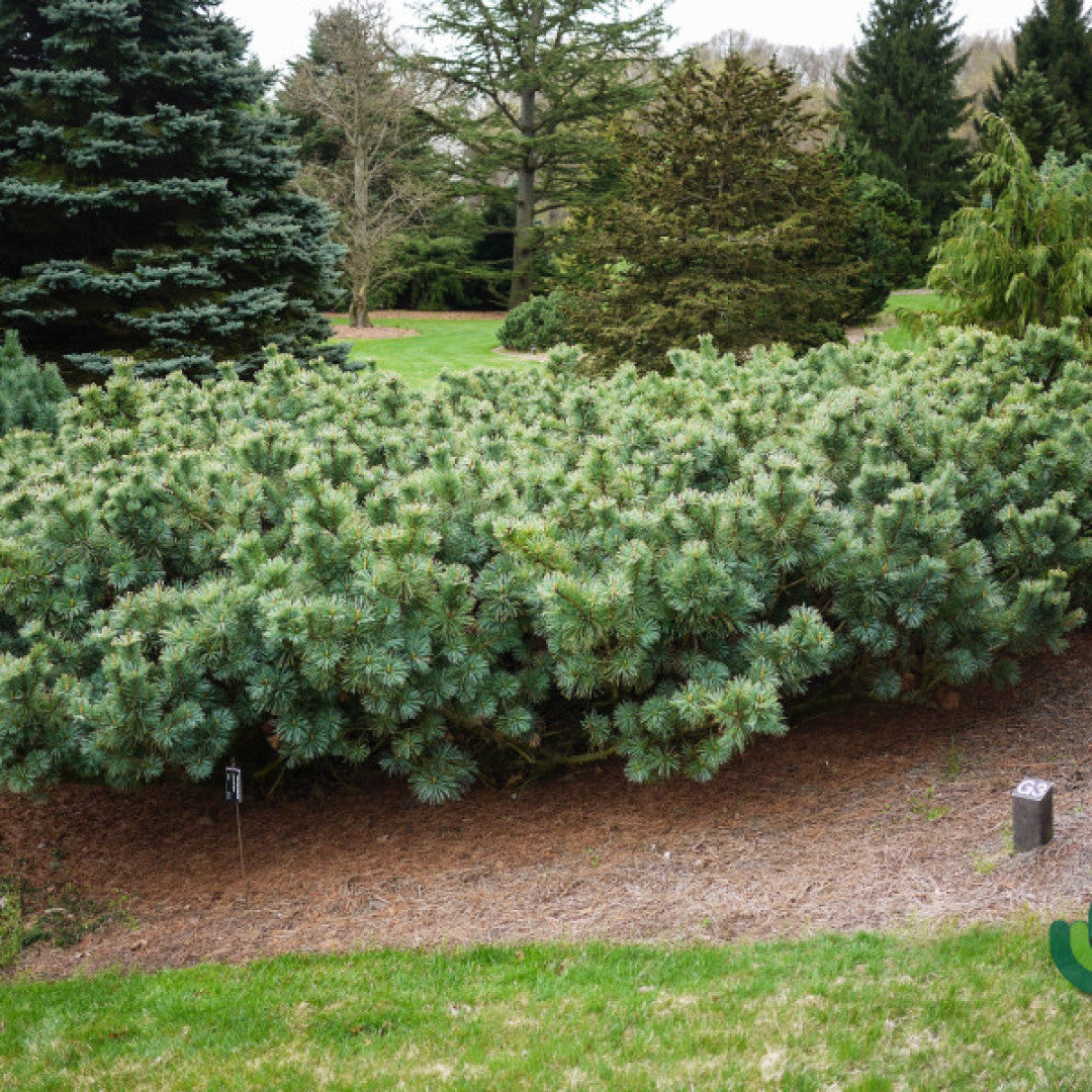 Den (Pinus pumila) 'Glauca'