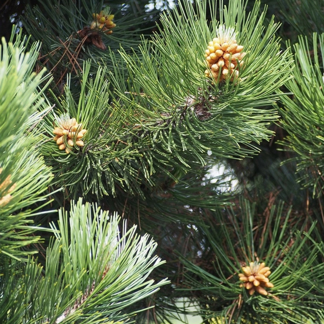 Den (Pinus heldreichii) 'Compact Gem'