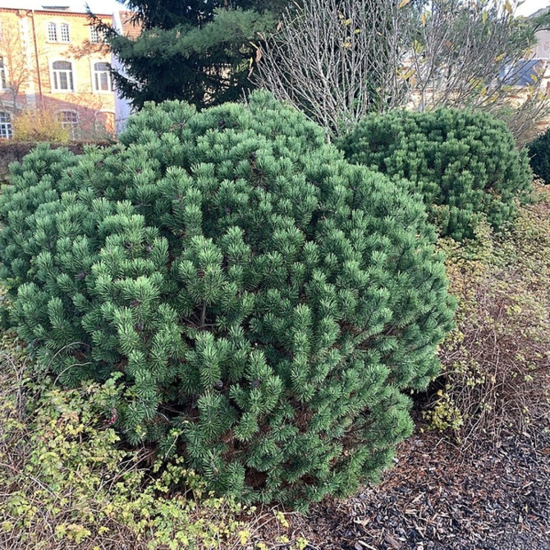 Bergden (Pinus mugo) 'Gnom'