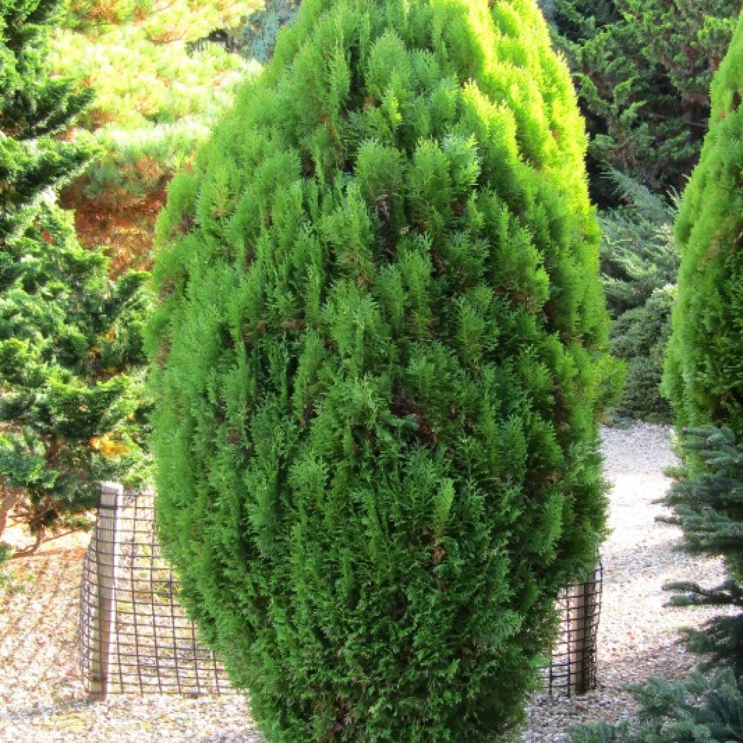 Oosterse levensboom (Platycladus orientalis) 'Aurea Nana'
