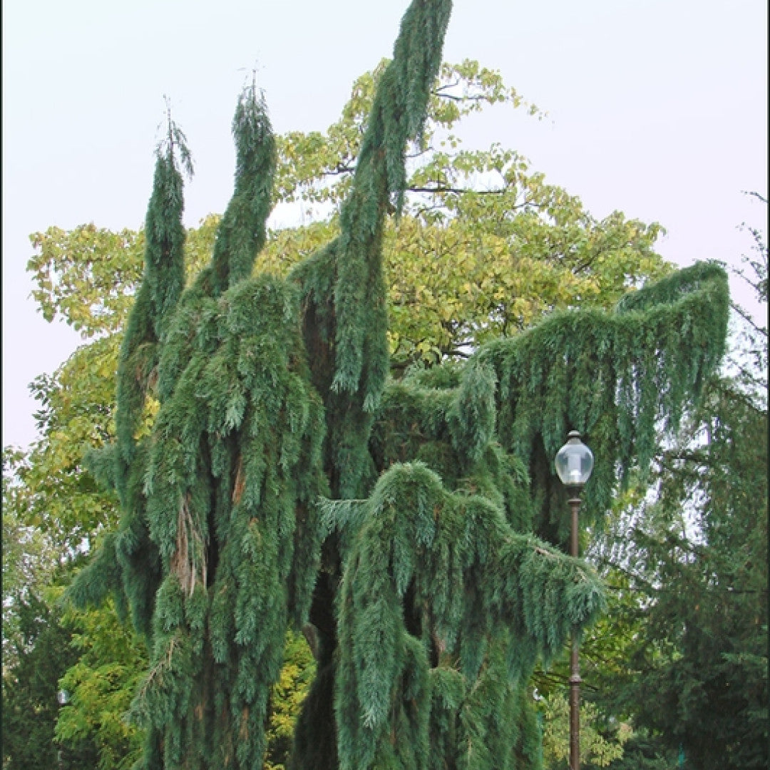 Mammoetboom (Sequoiadendron giganteum) 'Pendulum'
