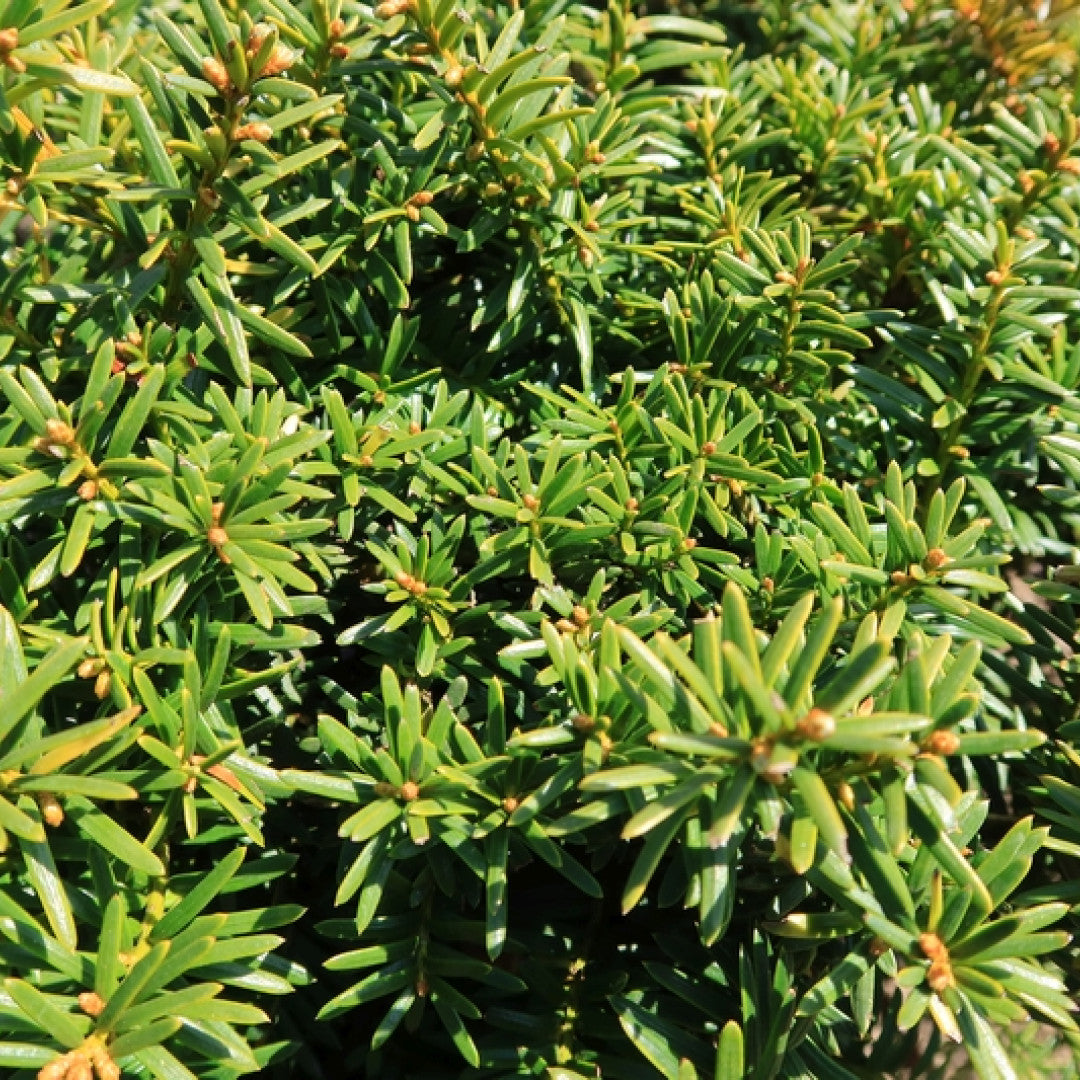 Taxus baccata 'Summergold'