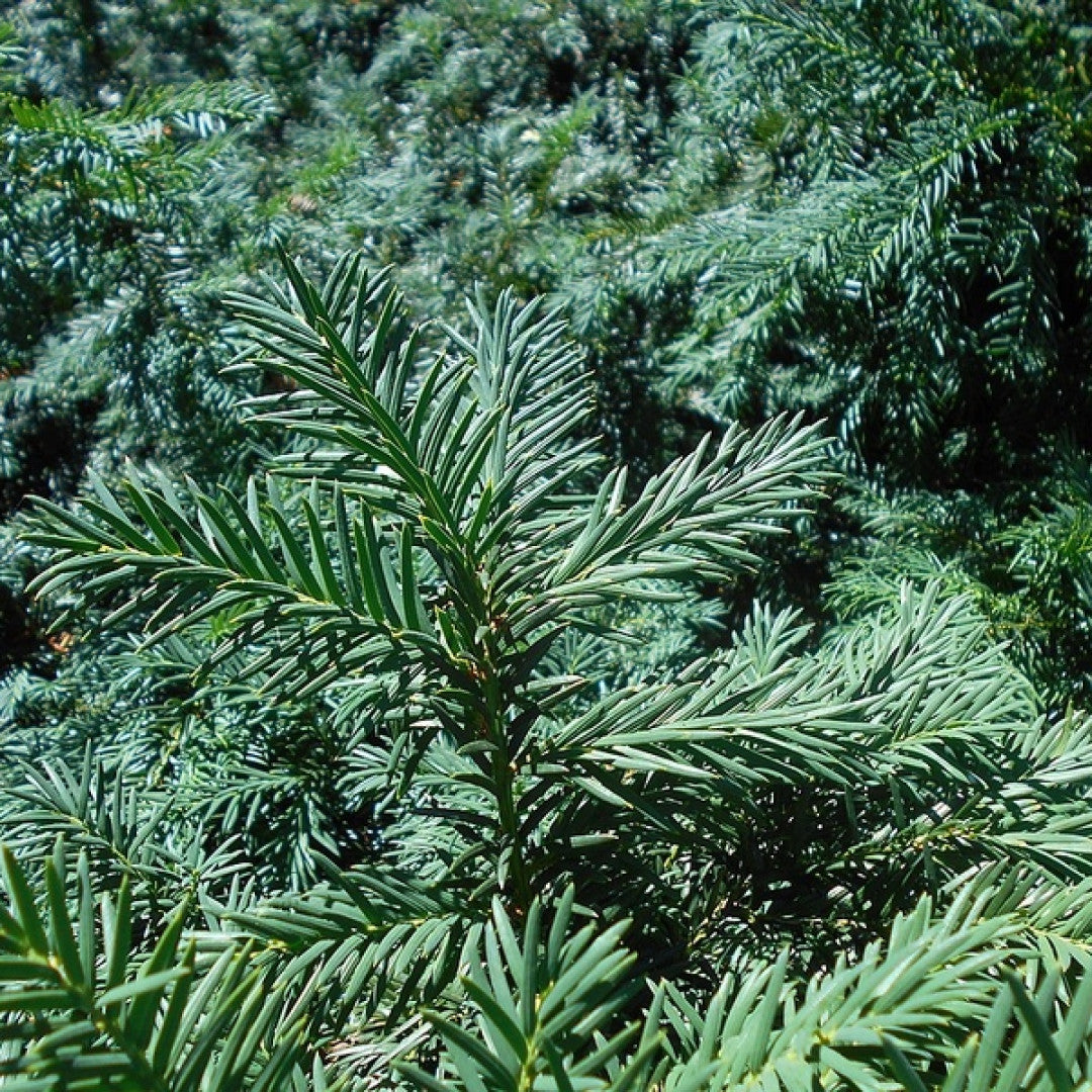 Taxus baccata 'Repandens'