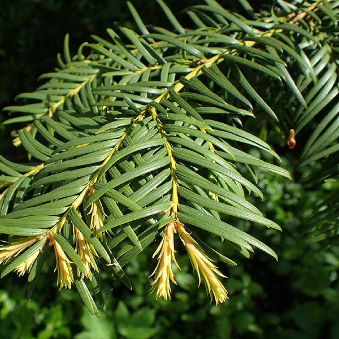 Taxus baccata 'Semperaurea'