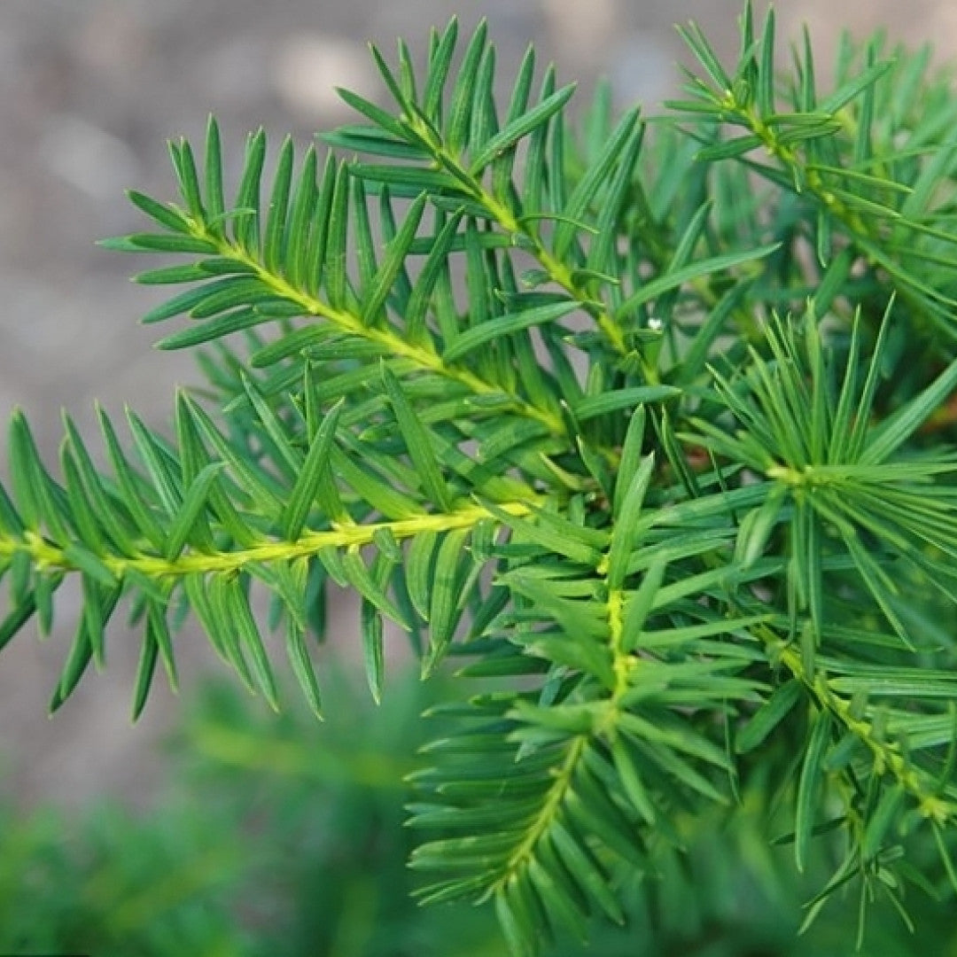 Taxus media 'Densiformis'