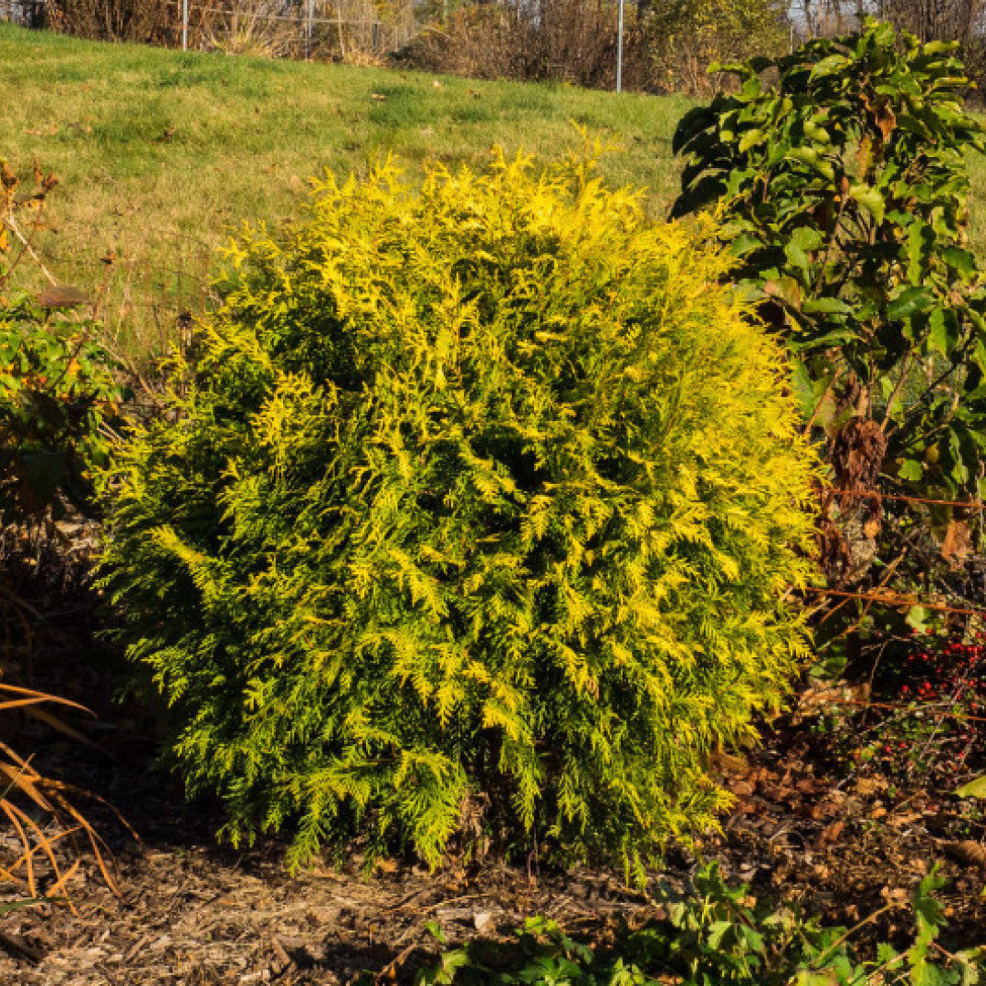 Westerse levensboom (Thuja occidentalis) 'Golden Globe'