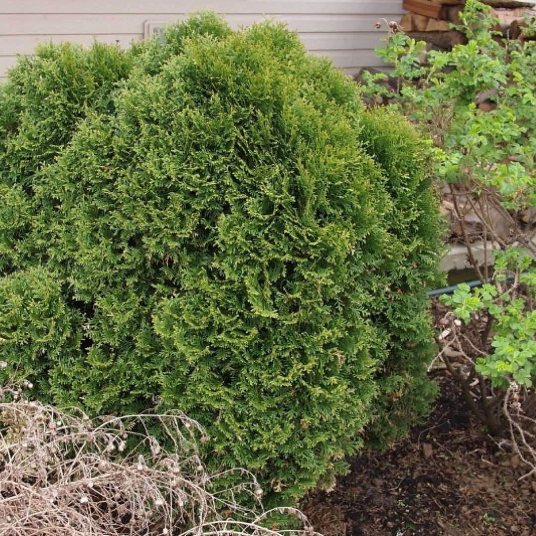 Westerse levensboom (Thuja occidentalis) 'Little Giant'
