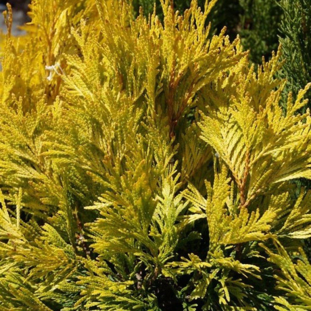 Reuzenlevensboom (Thuja plicata) '4ever Goldy' ®