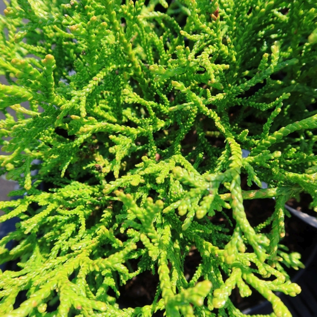 Hibacipres (Thujopsis dolabrata) 'Nana'