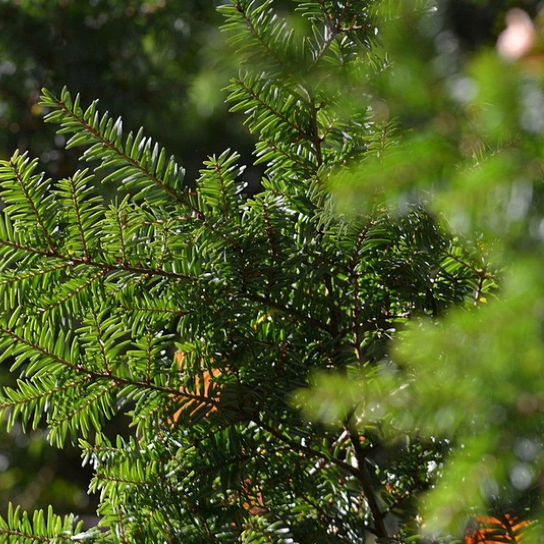 Canadese hemlockspar (Tsuga canadensis)