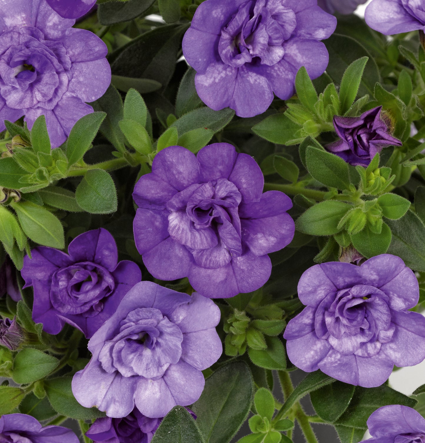 Calibrachoa Dubbelbloemig