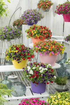Calibrachoa Mixmaster (mini-petunia)