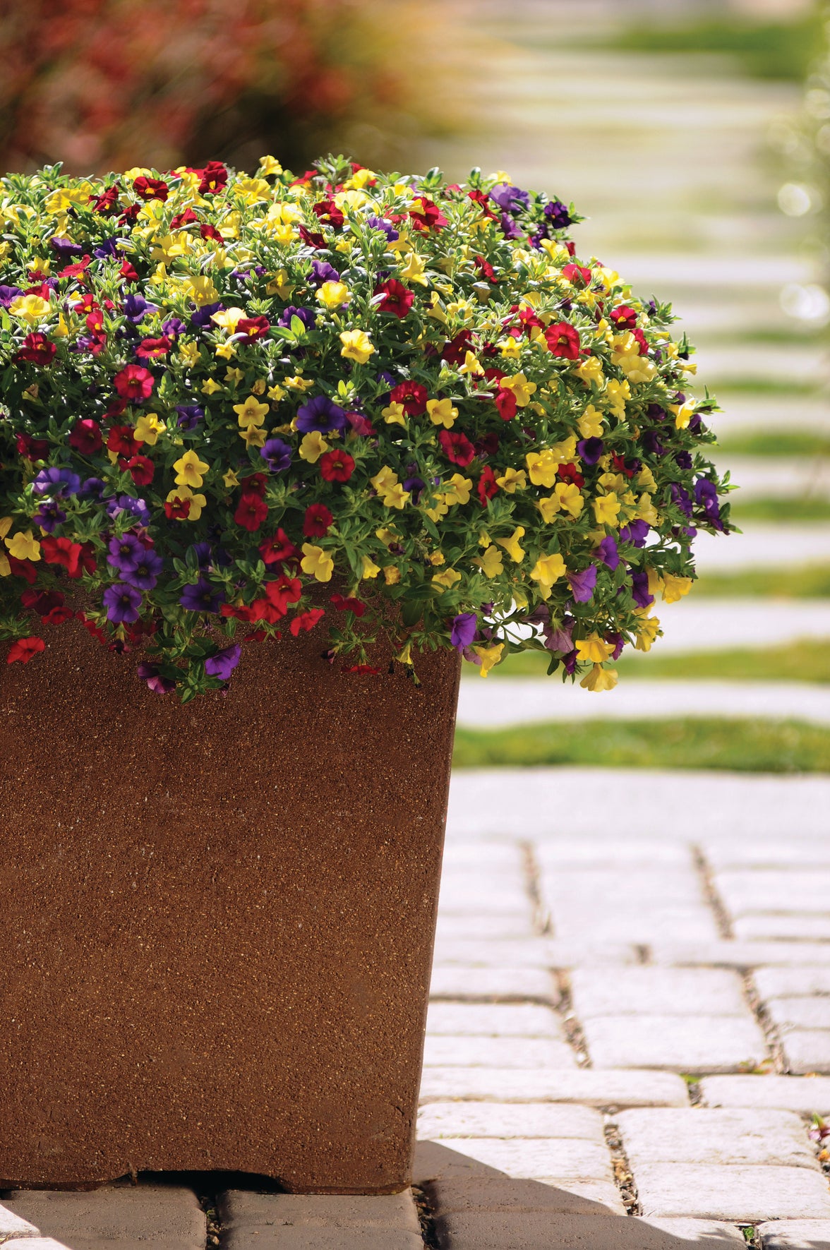 Calibrachoa Mixmaster