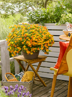 Calibrachoa (mini-petunia)