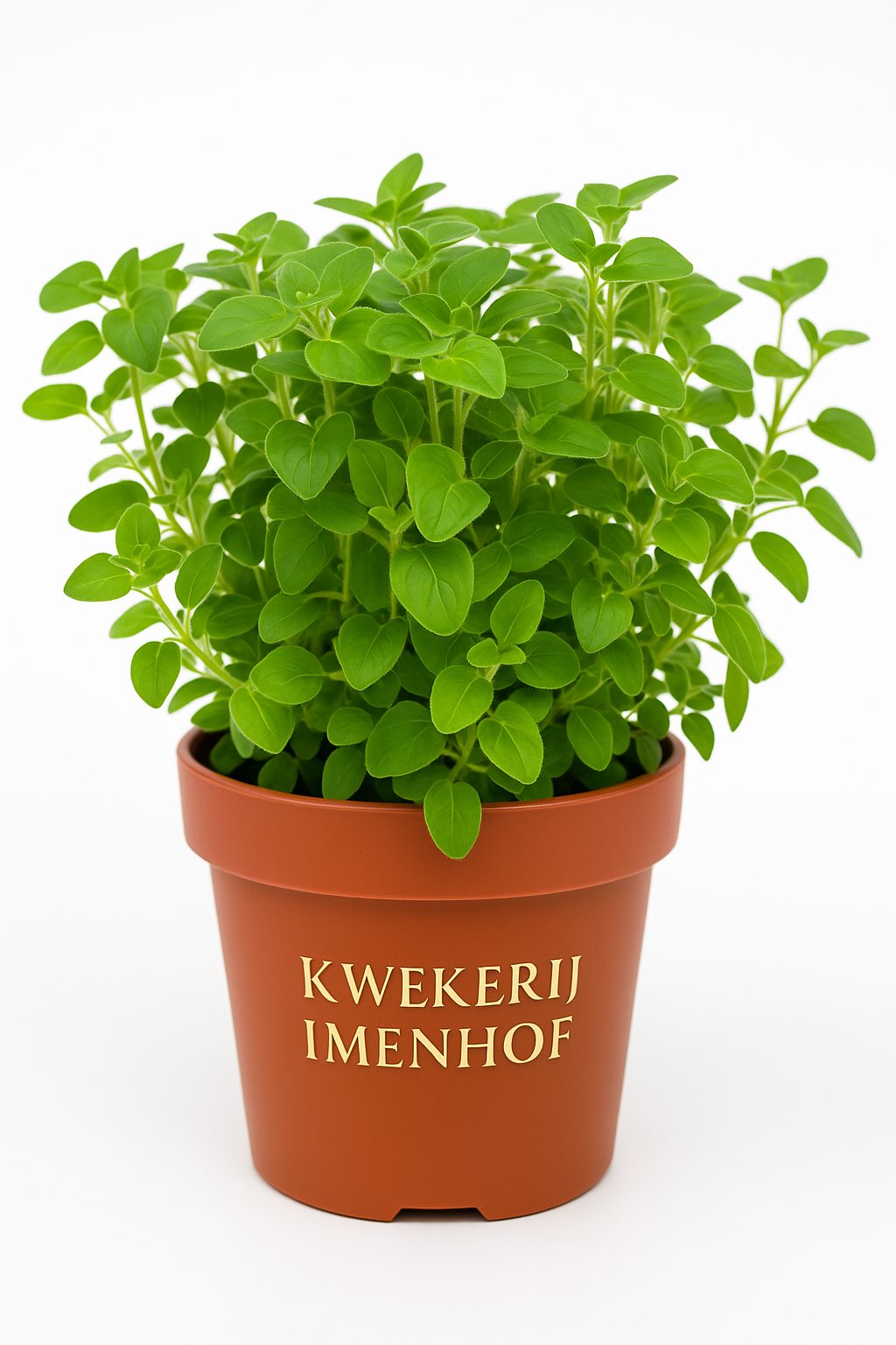Oregano plant