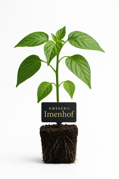 Paprika plant