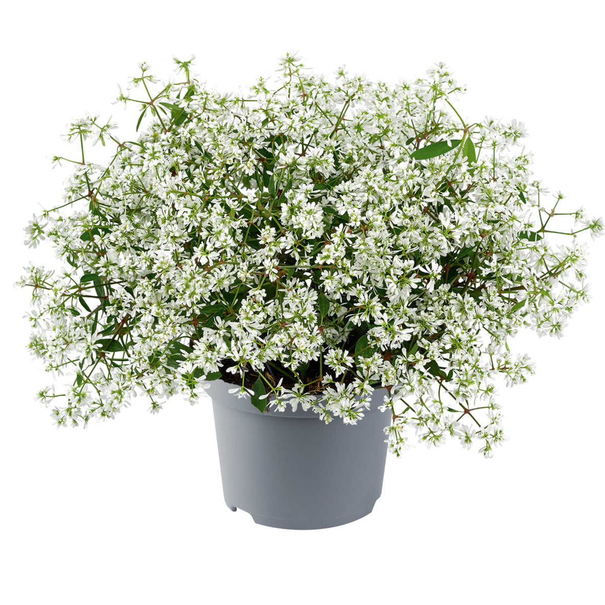 Euphorbia Silbernebel