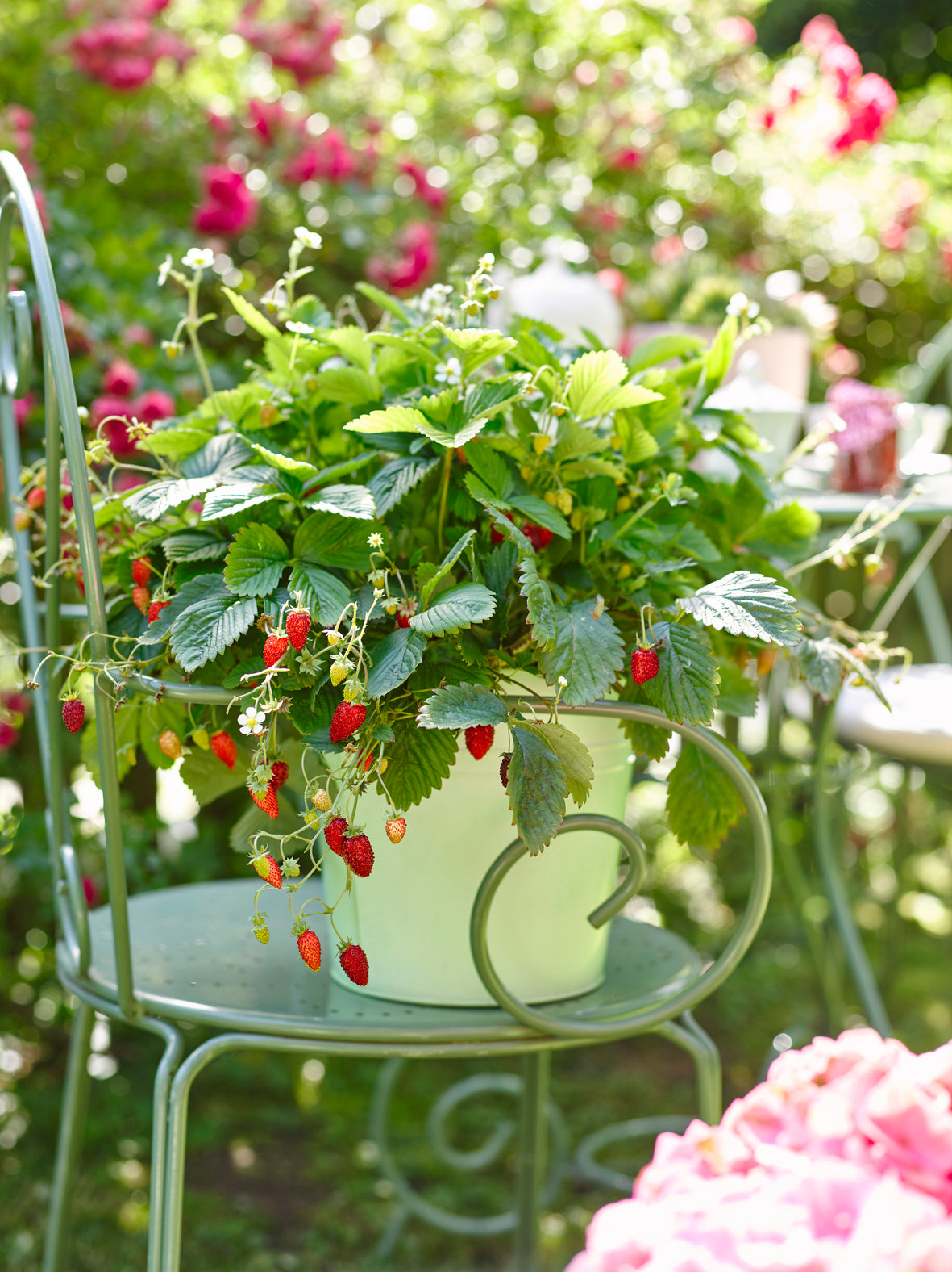 Aardbeien in hangpot
