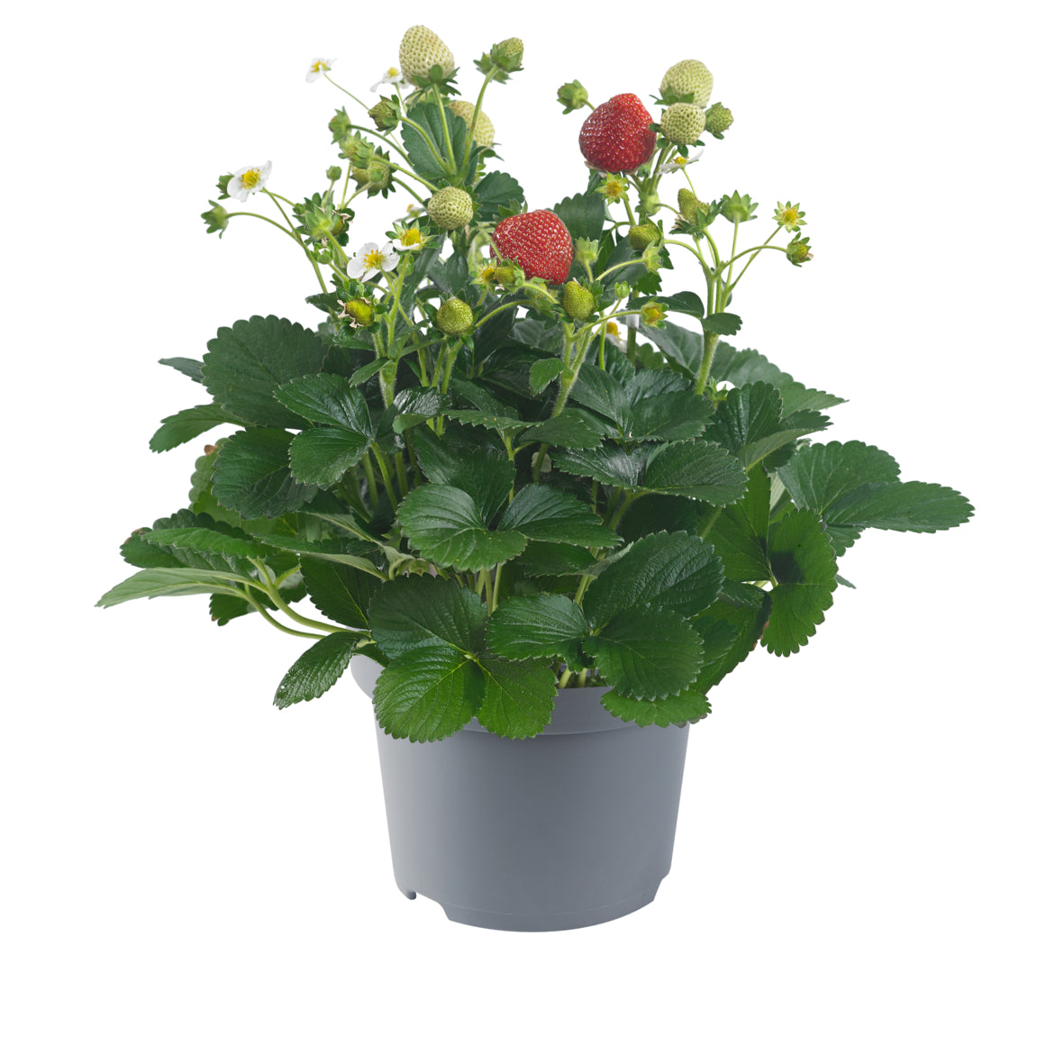 Aardbeien in hangpot